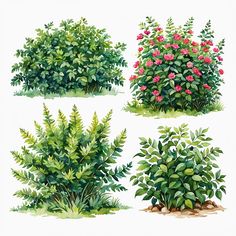 Bushes Simple Bush Drawing, Painting Bushes And Trees, Watercolour Bush, Bushes Drawing, Draw Bushes, Bushes Illustration, Bushes Painting, Bush Illustration, Bush Painting