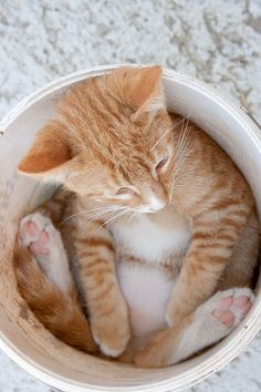 an orange and white cat sleeping in a bucket