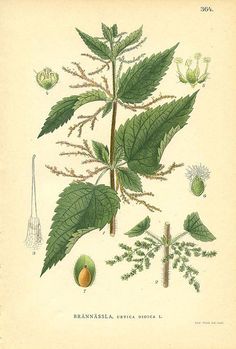 an illustration of the leaves and flowers of bramasca, which is also known for its fruit