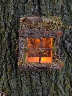 a window in the bark of a tree