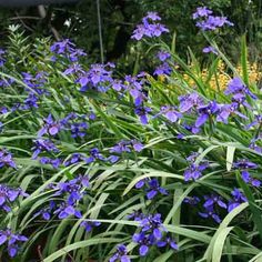 blue flowers are blooming in the garden