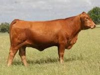 a large brown cow standing on top of a grass covered field with trees in the background