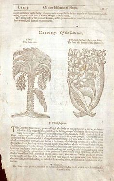 an old book with drawings of palm trees and flowers on it's page,