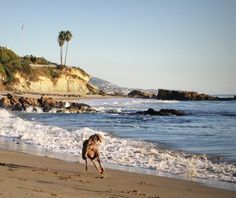 a dog is running on the beach towards the water's edge with palm trees in the background