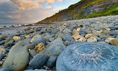 rocks on the beach are covered with shells