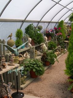 many potted plants are lined up in a greenhouse