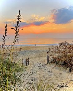 the sun is setting at the beach with tall grass