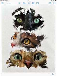 three cats with different colored eyes are shown