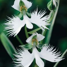 two white flowers with green stems in the background