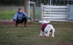 a dog jumping up in the air to catch a frisbee with its owner