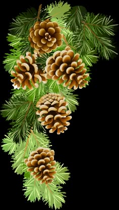 pine cones are hanging from the branch of a tree