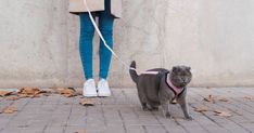 a woman is walking her cat on a leash while wearing blue jeans and white sneakers