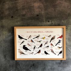 a framed bird print on the wall with birds in different colors and sizes sitting next to each other