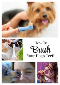 how to brush your dog's teeth