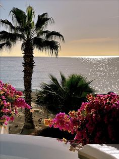 a palm tree sitting next to the ocean with flowers in front of it and water behind it