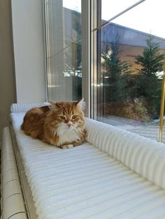 an orange and white cat sitting on top of a window sill