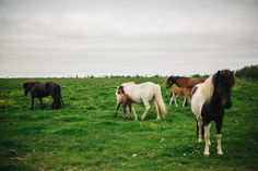 several horses are standing in the grass near each other on an overcast day,