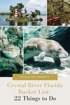 the crystal river florida bucket list 22 things to do