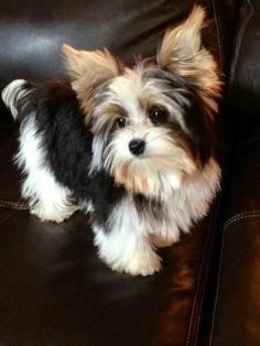 a small dog standing on top of a leather couch