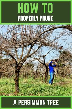 Properly Prune A Persimmon Tree American Persimmon Tree, Persimmon Homes, Persimmon Tree, Planting Trees, Sweet Fruit, Bountiful Harvest