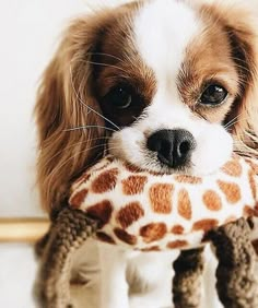 a brown and white dog holding a stuffed giraffe toy in it's mouth