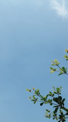 the top of a tree branch with green leaves against a blue sky and white clouds