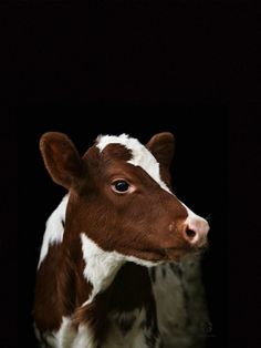 a brown and white cow standing in the dark