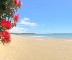 red flowers are growing on the beach near the water