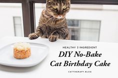 a cat sitting on top of a table next to a plate with a cupcake