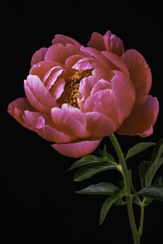 a pink flower with green leaves on a black background