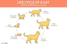 the life cycle of a cat is shown in this graphic diagram, which shows how cats are