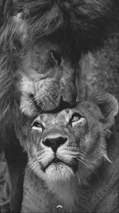 black and white photo of two lions with their heads touching each other's noses