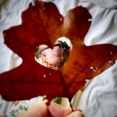 a baby is laying in the middle of a leaf