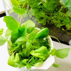 some green plants in a white bowl on a table