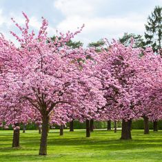 the trees are blooming very nicely in the park