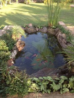 a fish pond surrounded by plants and rocks