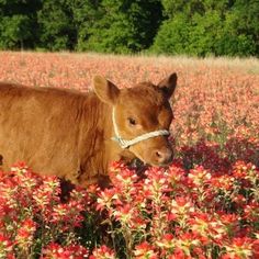 a brown cow standing on top of a lush green field filled with red and yellow flowers