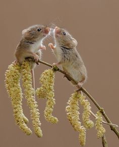 two mice sitting on top of a tree branch with flowers in front of them and one rat looking at the camera