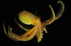 an octopus in the dark with its mouth open