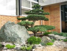 a bonsai tree in front of a building with rocks and plants on the ground