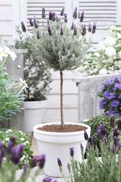 a potted plant with purple flowers in it and some other plants around the house