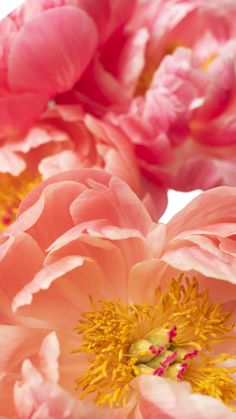 three pink flowers with yellow stamens in the middle and one on the other side