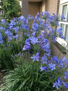 blue flowers in front of a brick building