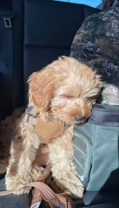 a small brown dog sitting in the back seat of a car next to a backpack