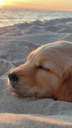 a dog laying in the sand with its head resting on it's paws and his eyes closed