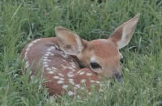 a baby deer is laying in the grass