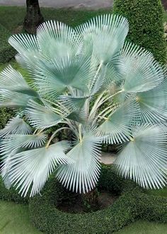 an overhead view of a green plant with white leaves