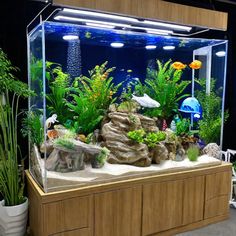 an aquarium filled with lots of plants and rocks