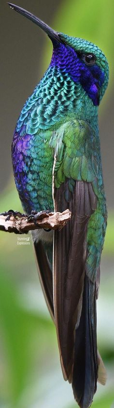 a colorful bird sitting on top of a tree branch