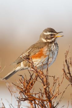 a small bird perched on top of a tree branch